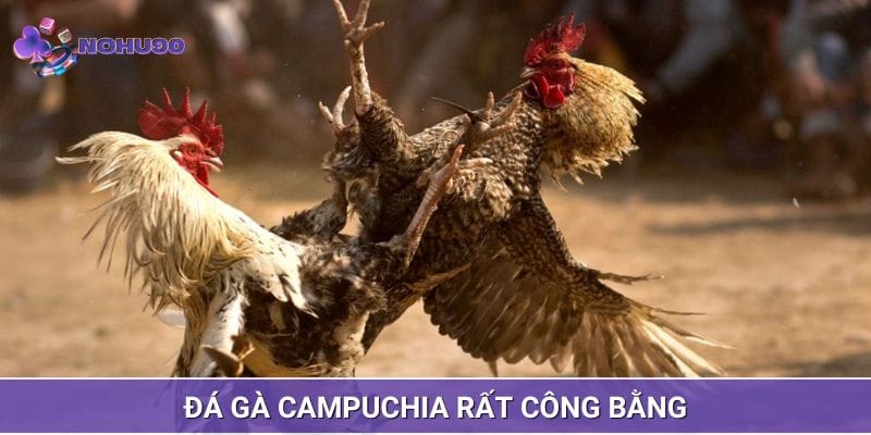 Tính chất đá gà Campuchia công bằng Tính chất đá gà Campuchia công bằng