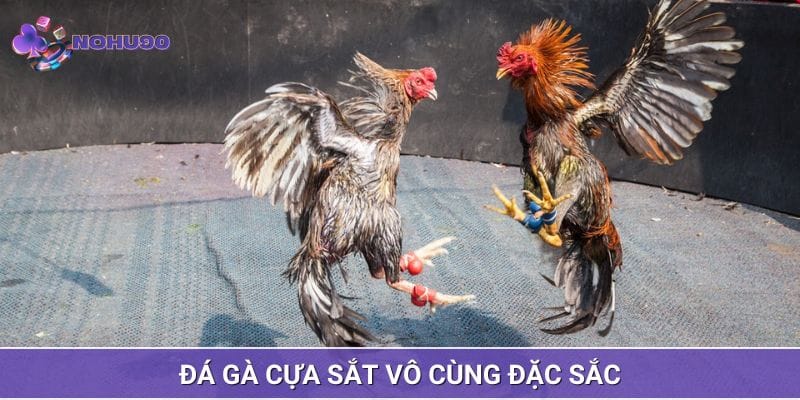 Tính chất cạnh tranh của cựa sắt khốc liệt Tính chất cạnh tranh của cựa sắt khốc liệt