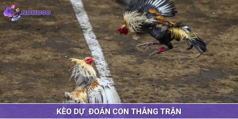 Dự đoán con thắng trong đá gà Campuchia Dự đoán con thắng trong đá gà Campuchia