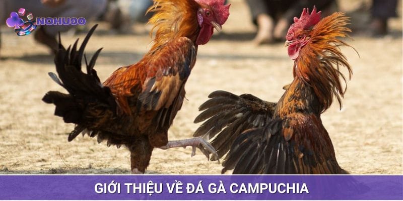 Đôi nét về sản phẩm đá gà Campuchia Đôi nét về sản phẩm đá gà Campuchia