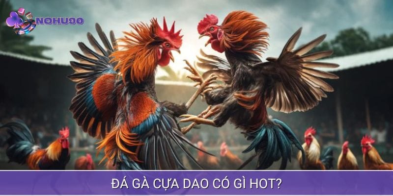 Sức hấp dẫn của đá gà cựa dao Sức hấp dẫn của đá gà cựa dao