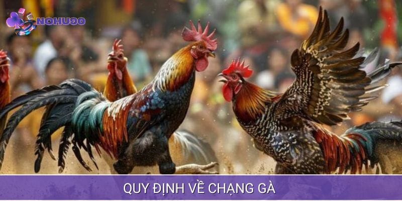 Quy định về chạng gà rõ ràng Quy định về chạng gà rõ ràng
