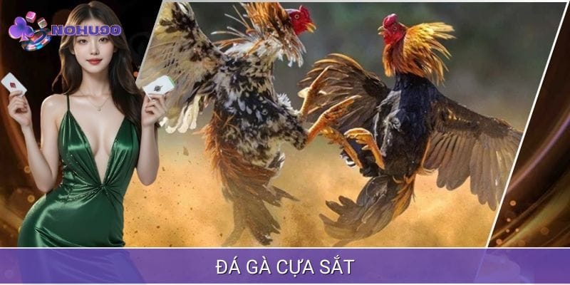 Tìm hiểu về bộ môn đá gà cựa sắt Tìm hiểu về bộ môn đá gà cựa sắt