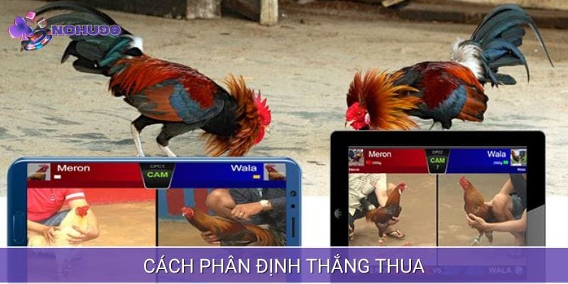 Cách phân định thắng thua trong trận đá gà Cách phân định thắng thua trong trận đá gà