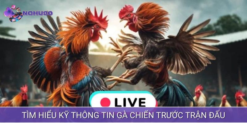 Nắm rõ thông tin về chiến kê trước trận đấu Nắm rõ thông tin về chiến kê trước trận đấu