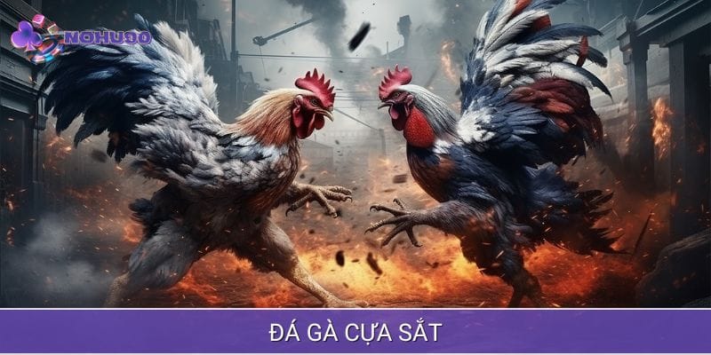 Ưu điểm tại sảnh đá gà cựa sắt Ưu điểm tại sảnh đá gà cựa sắt