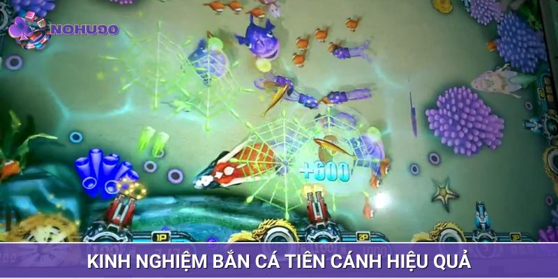 Kinh nghiệm săn cá tiên cánh thu về lợi nhuận siêu khủng