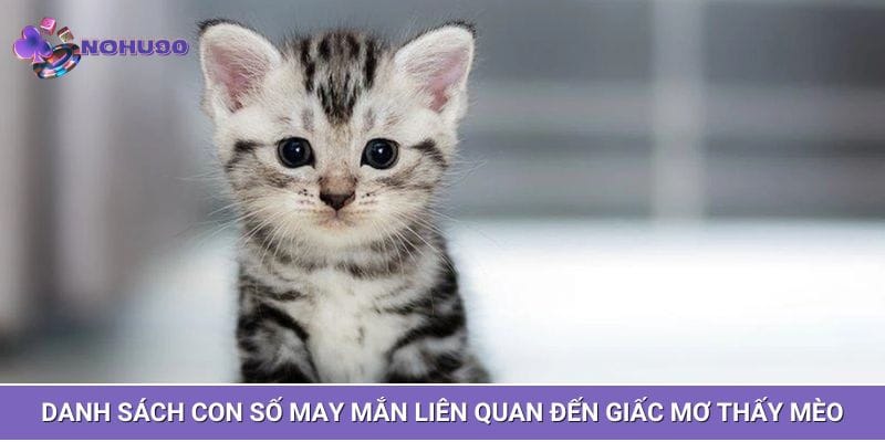Danh sách con số may mắn liên quan đến giấc mơ thấy mèo Danh sách con số may mắn liên quan đến giấc mơ thấy mèo