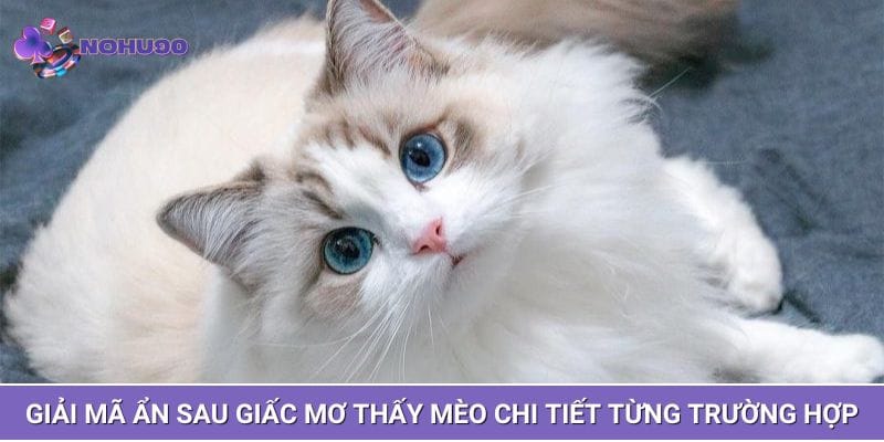 Giải mã ẩn sau giấc mơ thấy mèo chi tiết từng trường hợp Giải mã ẩn sau giấc mơ thấy mèo chi tiết từng trường hợp