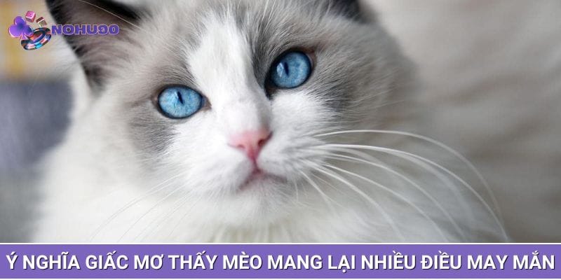 Ý nghĩa giấc mơ thấy mèo mang lại nhiều điều may mắn Ý nghĩa giấc mơ thấy mèo mang lại nhiều điều may mắn