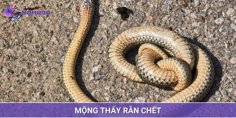 Mơ thấy rắn chết có thể là những điềm báo may mắn sắp đến với bạn Mơ thấy rắn chết có thể là những điềm báo may mắn sắp đến với bạn
