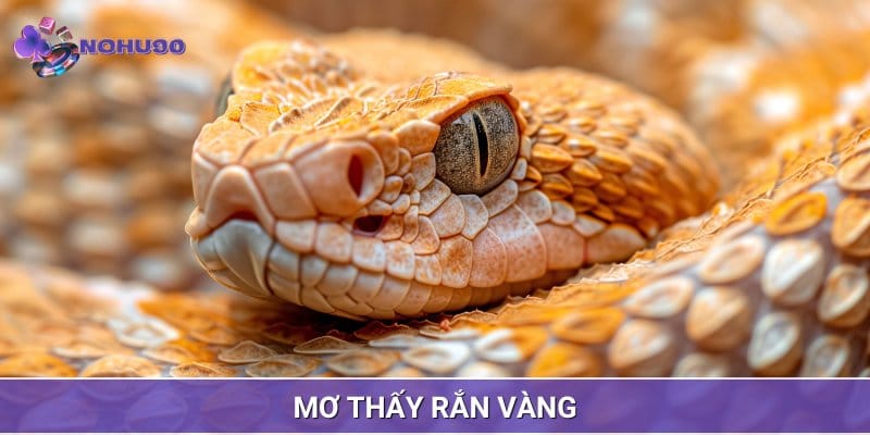 Mơ thấy rắn vàng thường liên quan đến những tín hiệu tích cực Mơ thấy rắn vàng thường liên quan đến những tín hiệu tích cực
