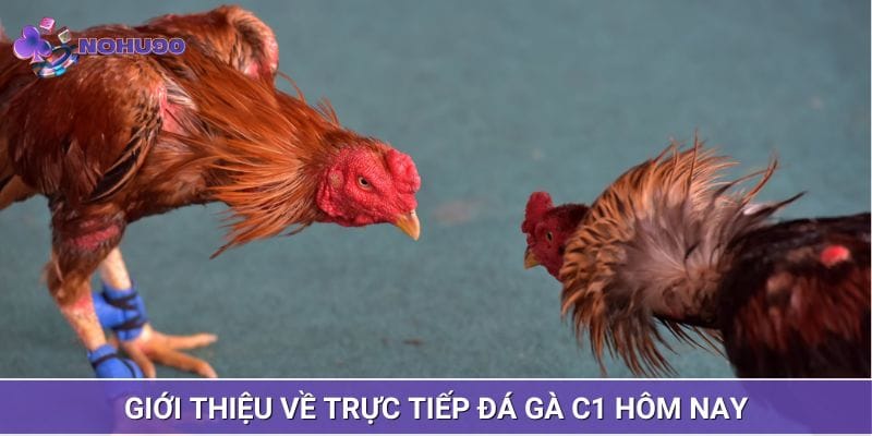 Sơ lược về trực tiếp đá gà C1 hôm nay Sơ lược về trực tiếp đá gà C1 hôm nay