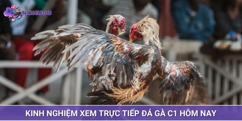 Nên xem qua về lịch sử của mỗi chiến kê Nên xem qua về lịch sử của mỗi chiến kê