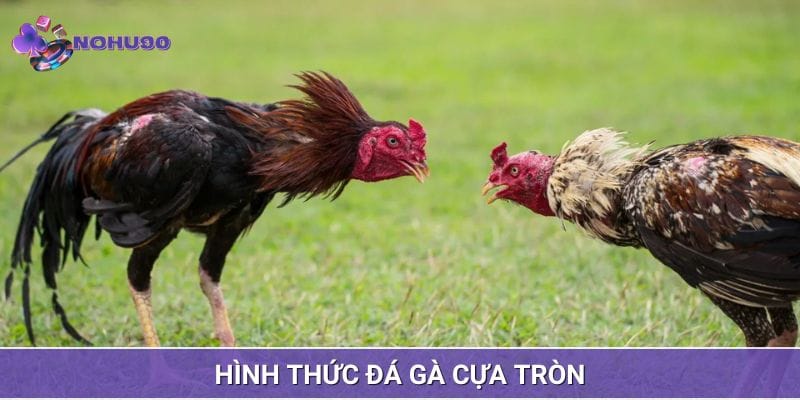 Trực tiếp đá gà C3 cựa tròn kịch tính Trực tiếp đá gà C3 cựa tròn kịch tính