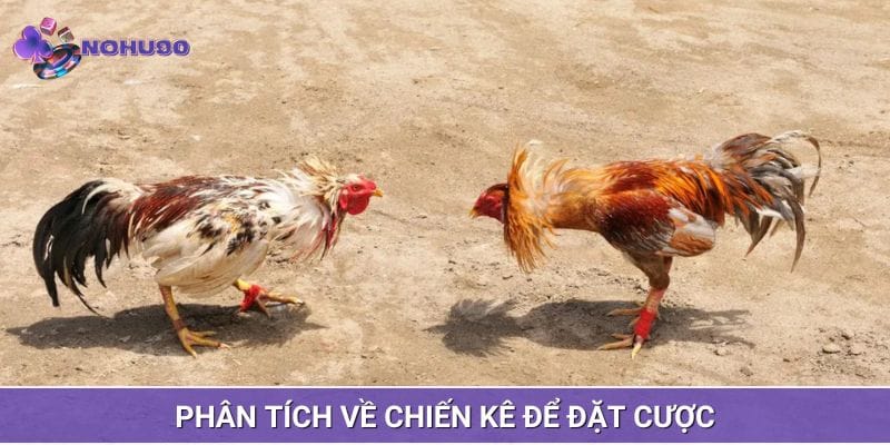 Phân tích càng kỹ về chiến kê càng dễ ăn thưởng Phân tích càng kỹ về chiến kê càng dễ ăn thưởng