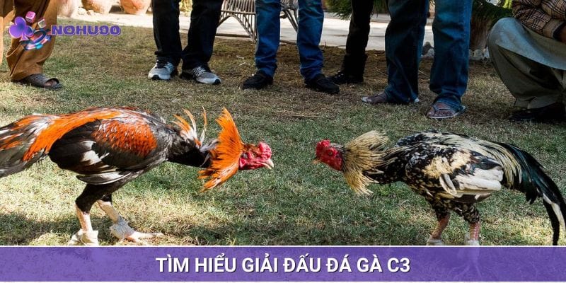 Tìm hiểu về loại hình trực tiếp đá gà C3 Tìm hiểu về loại hình trực tiếp đá gà C3