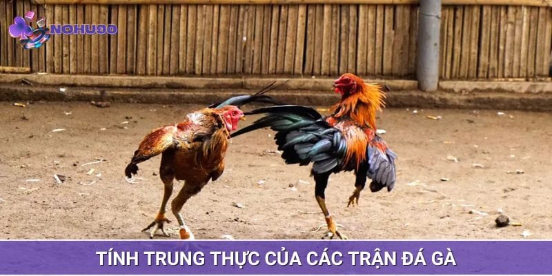 Đặt cược trận trực tiếp đá gà C3 yên tâm trung thực Đặt cược trận trực tiếp đá gà C3 yên tâm trung thực