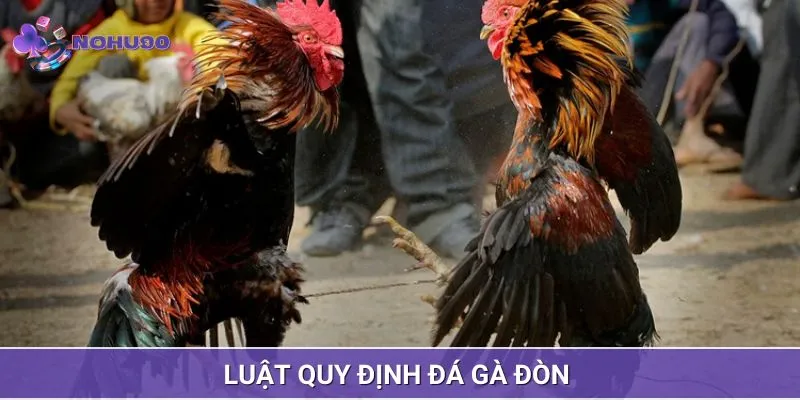 Luật thi đấu chọi gà đòn cơ bản nhất bạn cần nắm chắc